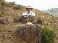 This stump is older than you, Frank!