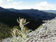 Thistle #2 - Mt Washburn Trail