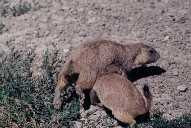 Badlands Prarie Dogs
