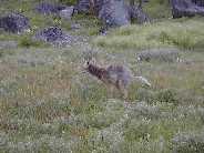 No Privacy! - Coyote near Slough Creek trailhead